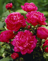 Без бренда «2KMB-4036» в Астрахане 