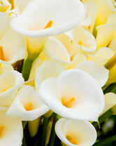 Без бренда «Белые каллы» в Астрахане 