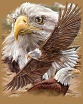 Без бренда «Коробка 20 шт: Орёл крупным планом» в Астрахане 