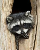 Без бренда «Енот в дупле» в Астрахане 