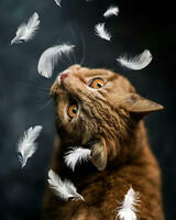 Без бренда «Кот среди перышек» в Астрахане 