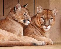 Суровые львицы