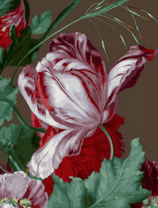 Красивый тюльпан