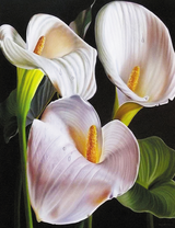 Три красивые белые каллы