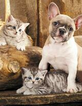 Без бренда «Милый щенок французского бульдога и два котёнка» в Астрахане 