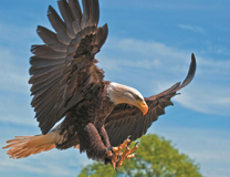 Орел на охоте