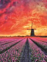 Поле тюльпанов на фоне мельницы