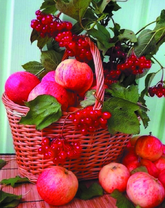 Корзина с яблоками и калиной