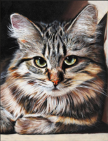 Без бренда «Маленькая серая кошечка» в Астрахане в интернет-магазине Без бренда «Маленькая серая кошечка» в Астрахане