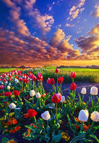 Без бренда «Поле тюльпанов под облачным небом» в Астрахане 